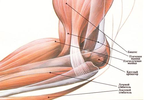 Локтевой сустав мышцы и сухожилия. Сухожилия локтевого сустава анатомия. Локтевой сустав мышцы связки сухожилия. Анатомия локтевого сустава мышцы связки сухожилия. Мышцы локтевого сустава анатомия.